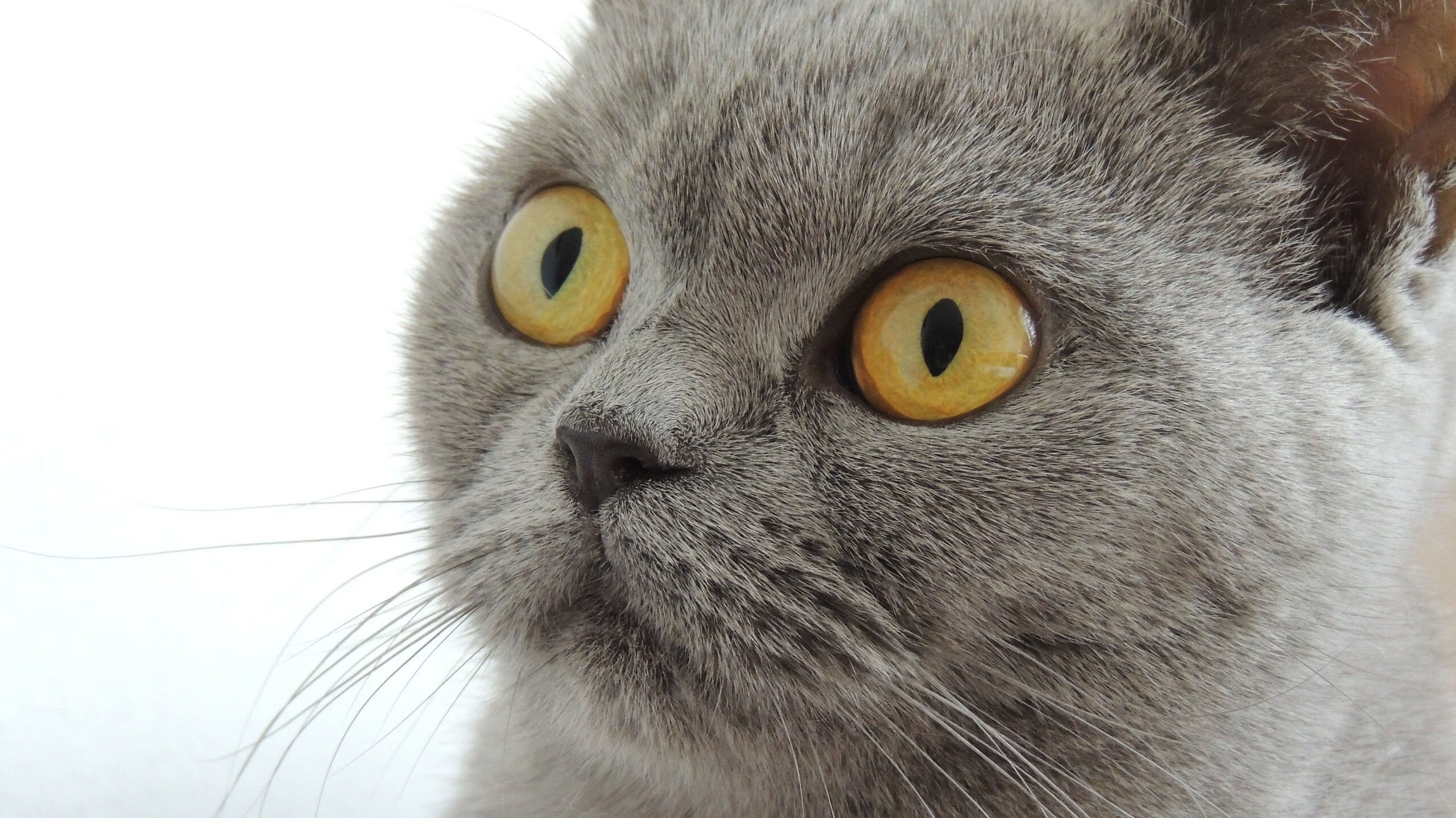 汤尤杯上的历史性逆转，马来西亚队奇迹轻取日本队，马琳状态如火山喷发