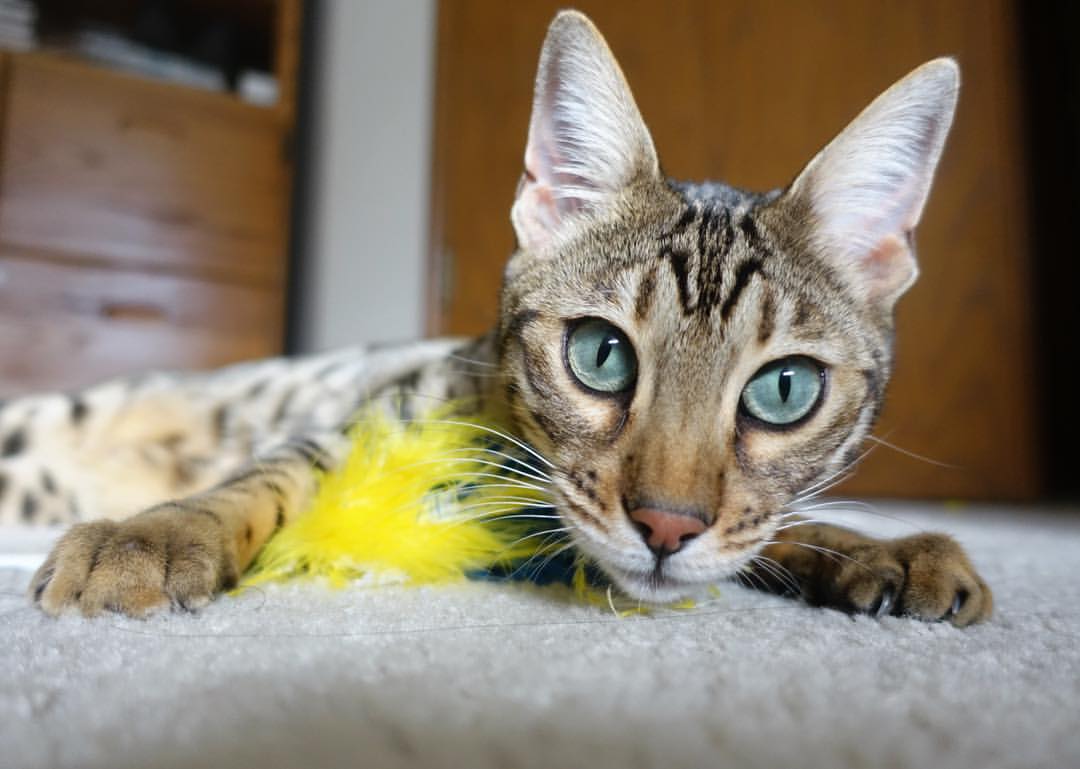 孤胆英雄撕裂北境防线！布伦森41分逆天改命，篮网加时险胜猛龙