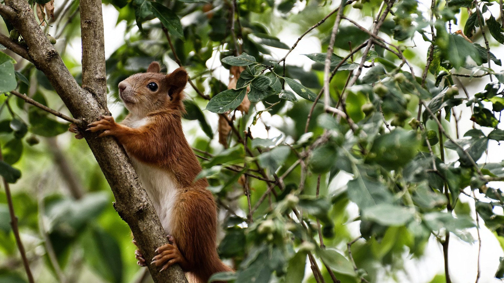 韩国队完胜马来西亚队，黄鸭组合铸就全队胜利之魂