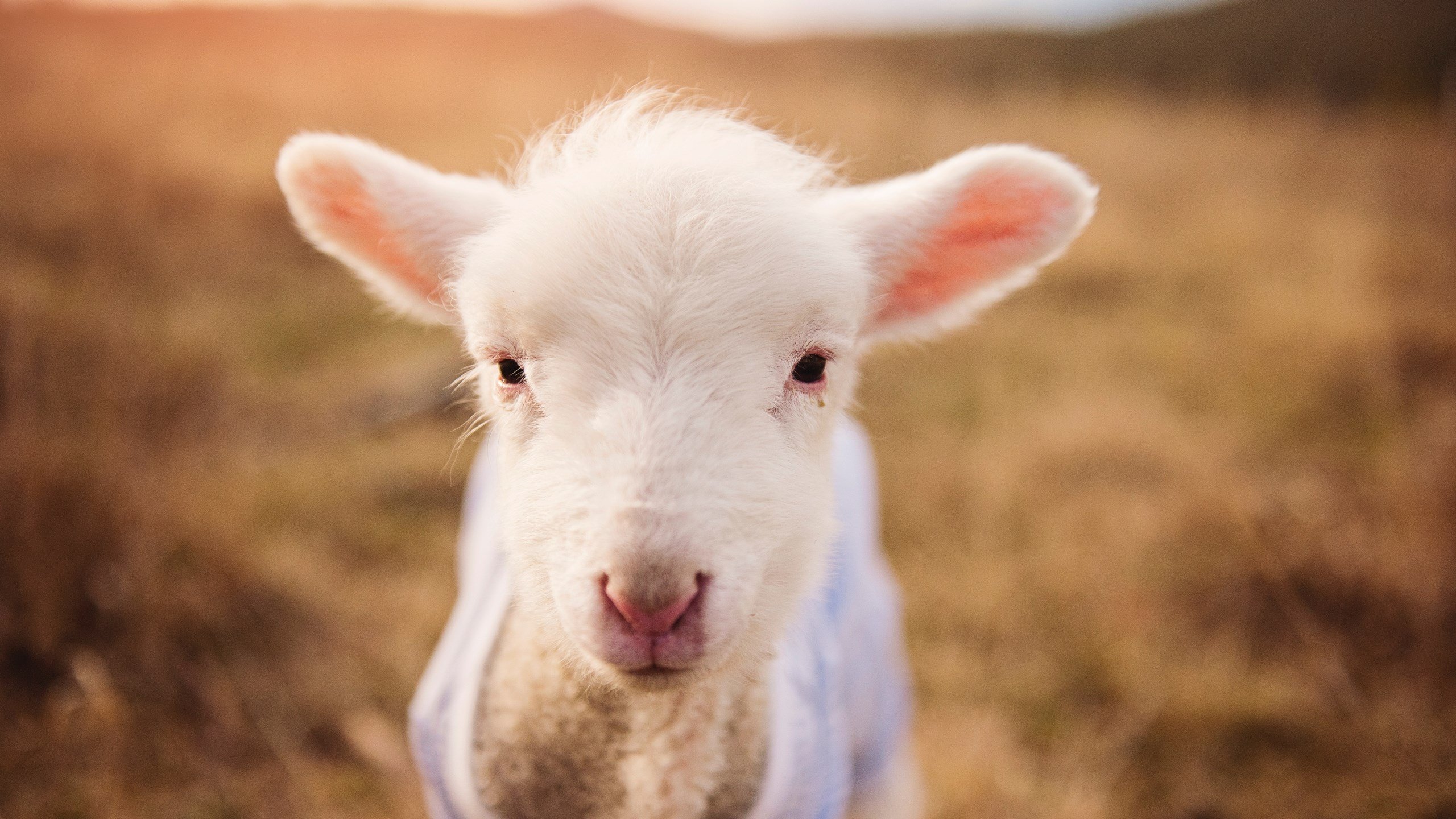 冰火对决!吉林铁血团队浇灭宇宙勇,哈登孤星闪耀刷新历史夜