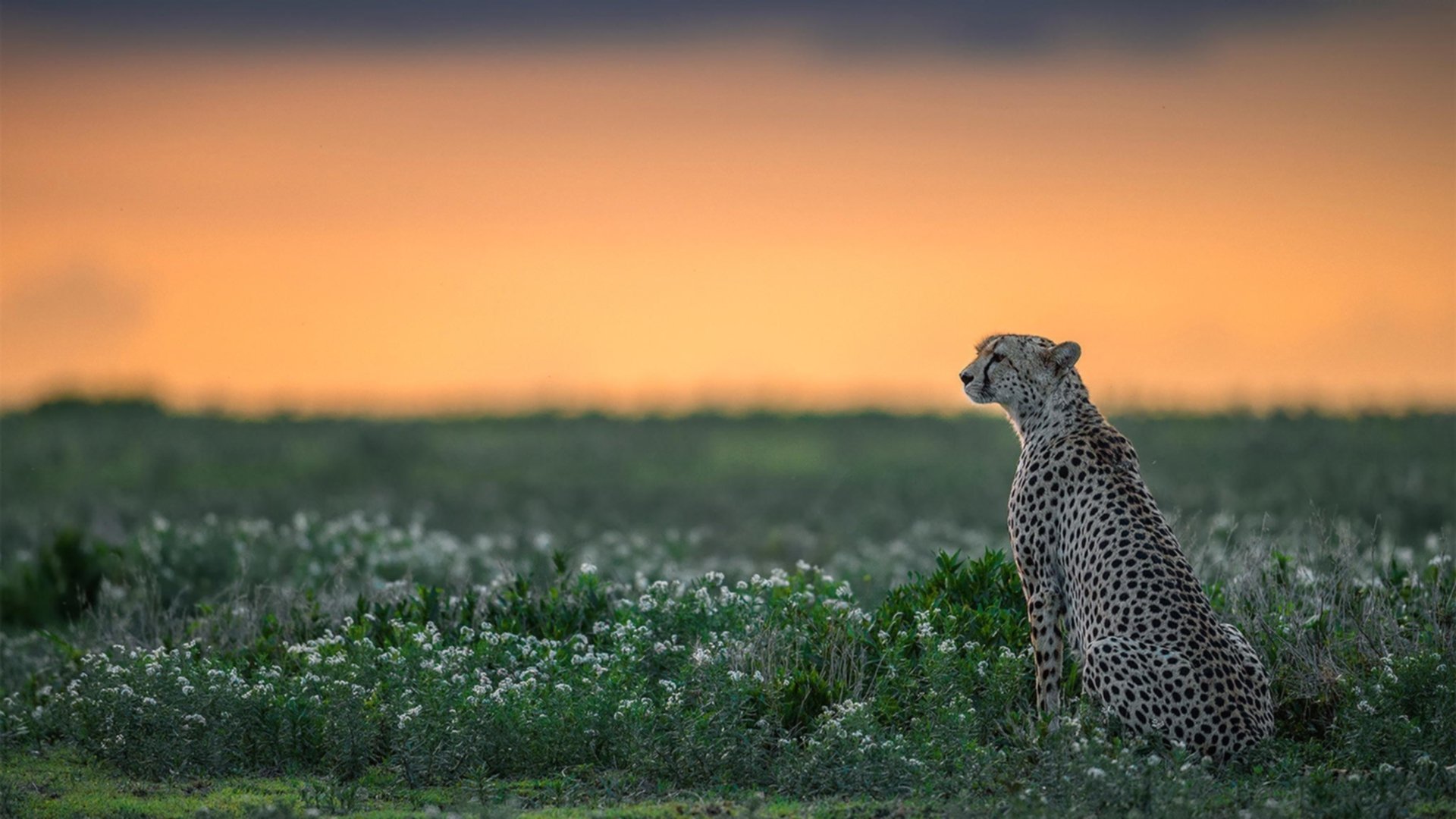 钢铁防线的速度华尔兹，法国站如何用链式防守锁死丹麦银箭