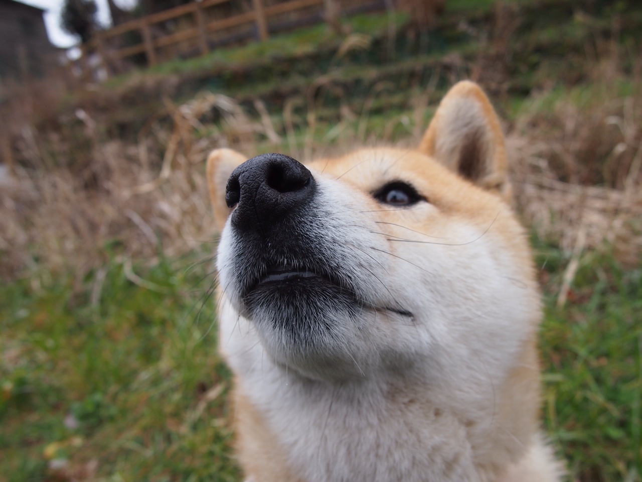 双城记,引擎轰鸣与终场哨响—当F1街道赛的弯道哲学遇上足球场的波兰时间