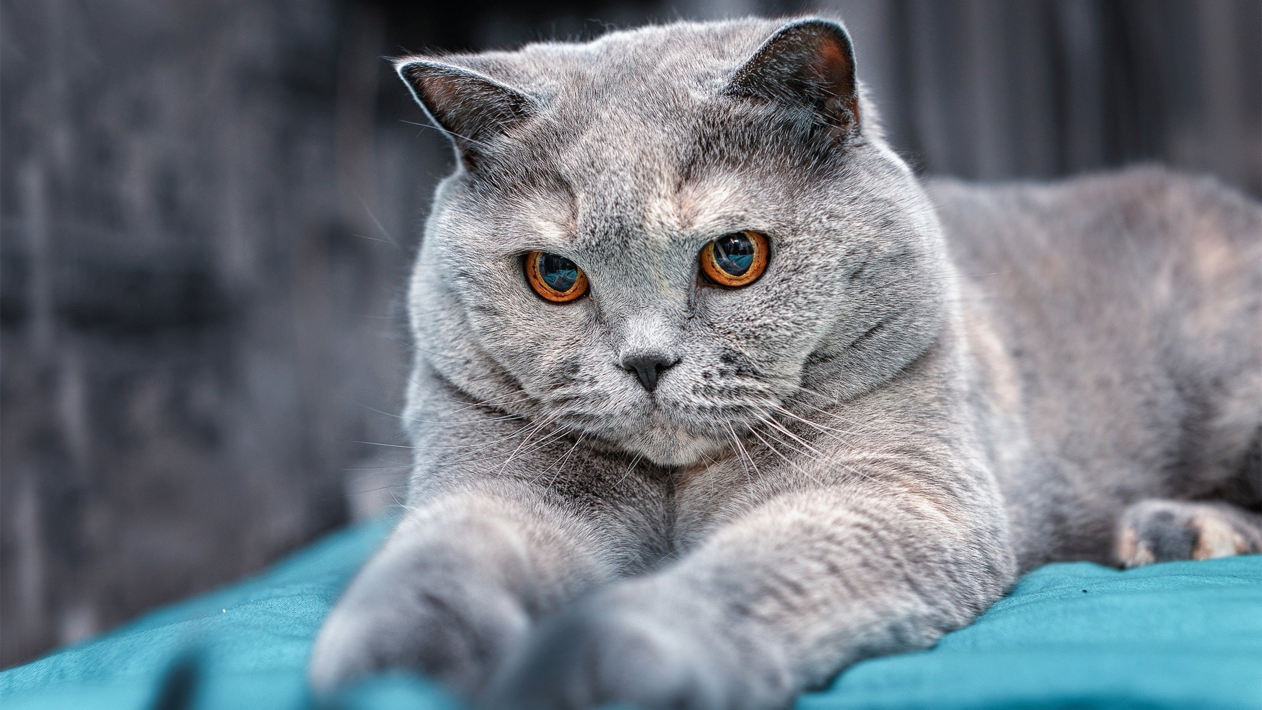 莫兰特在别处闪耀,而圣城今夜属于穆雷