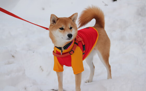 浙江vs鹈鹕，塔图姆跨越大洋的平行宇宙之战