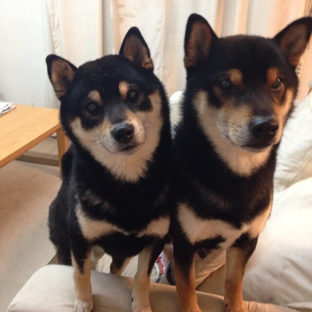 挪威节奏征服赛道,阿拉巴在F1里昂揭幕战实现跨界接管