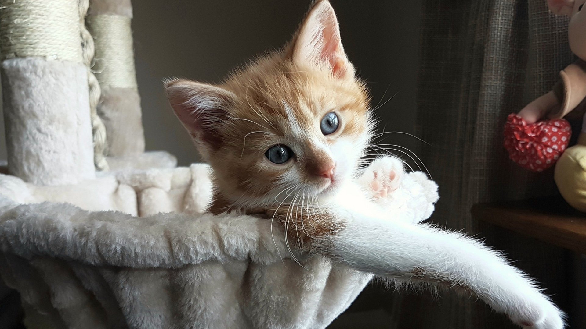 双城记,从孙兴慜的制胜艺术到本菲卡的欧陆闪电战