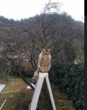 绿茵变形记,当奥斯梅恩完美映照沙韩之争