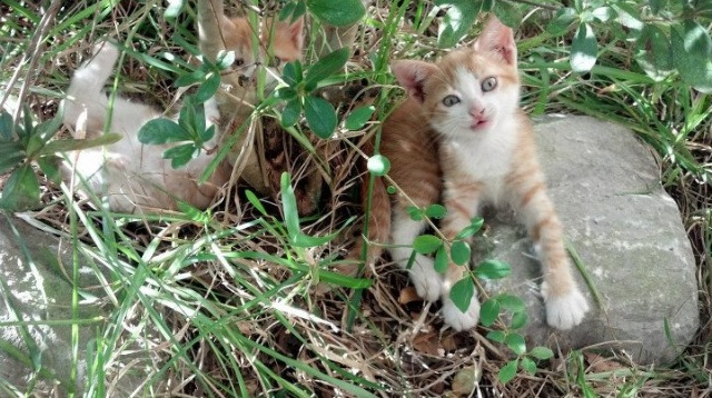 绿茵变形记,当奥斯梅恩完美映照沙韩之争