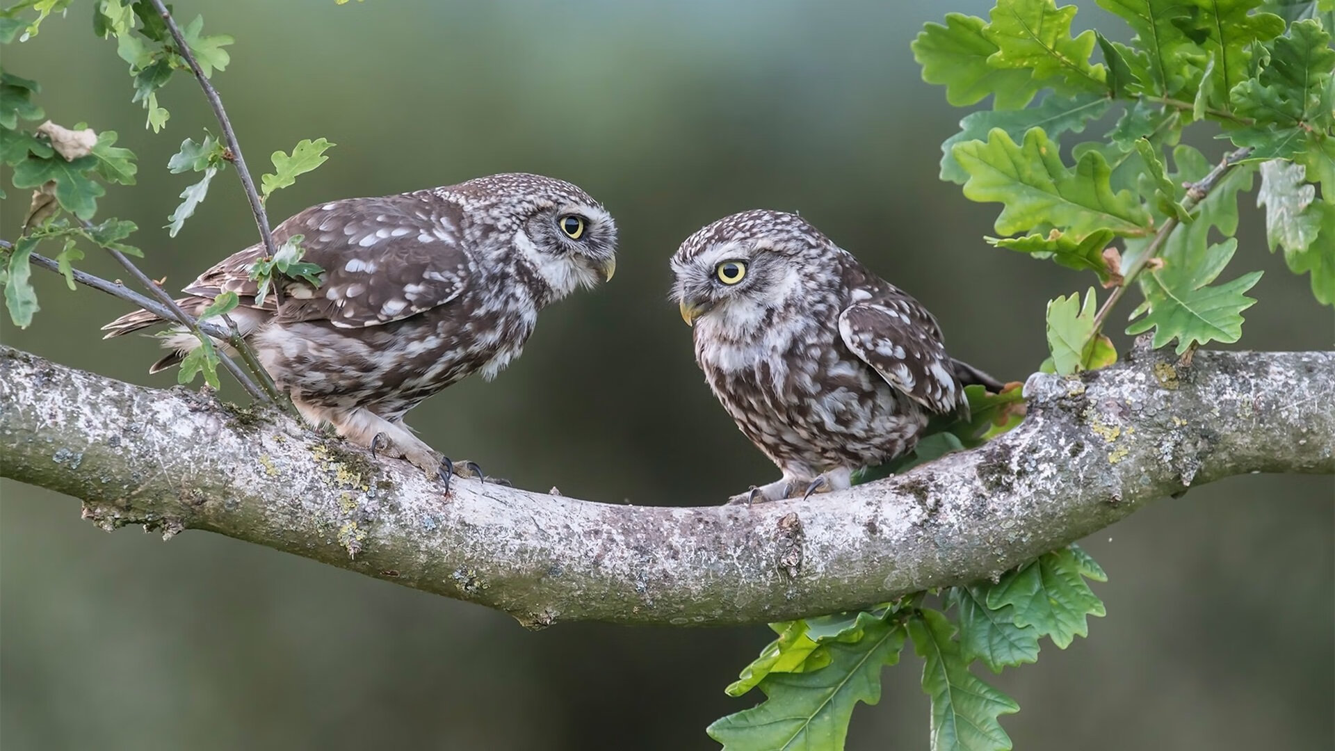 足球地理的错位重写,芬兰赫尔辛基,一场32分钟的超现实风暴席卷曼联