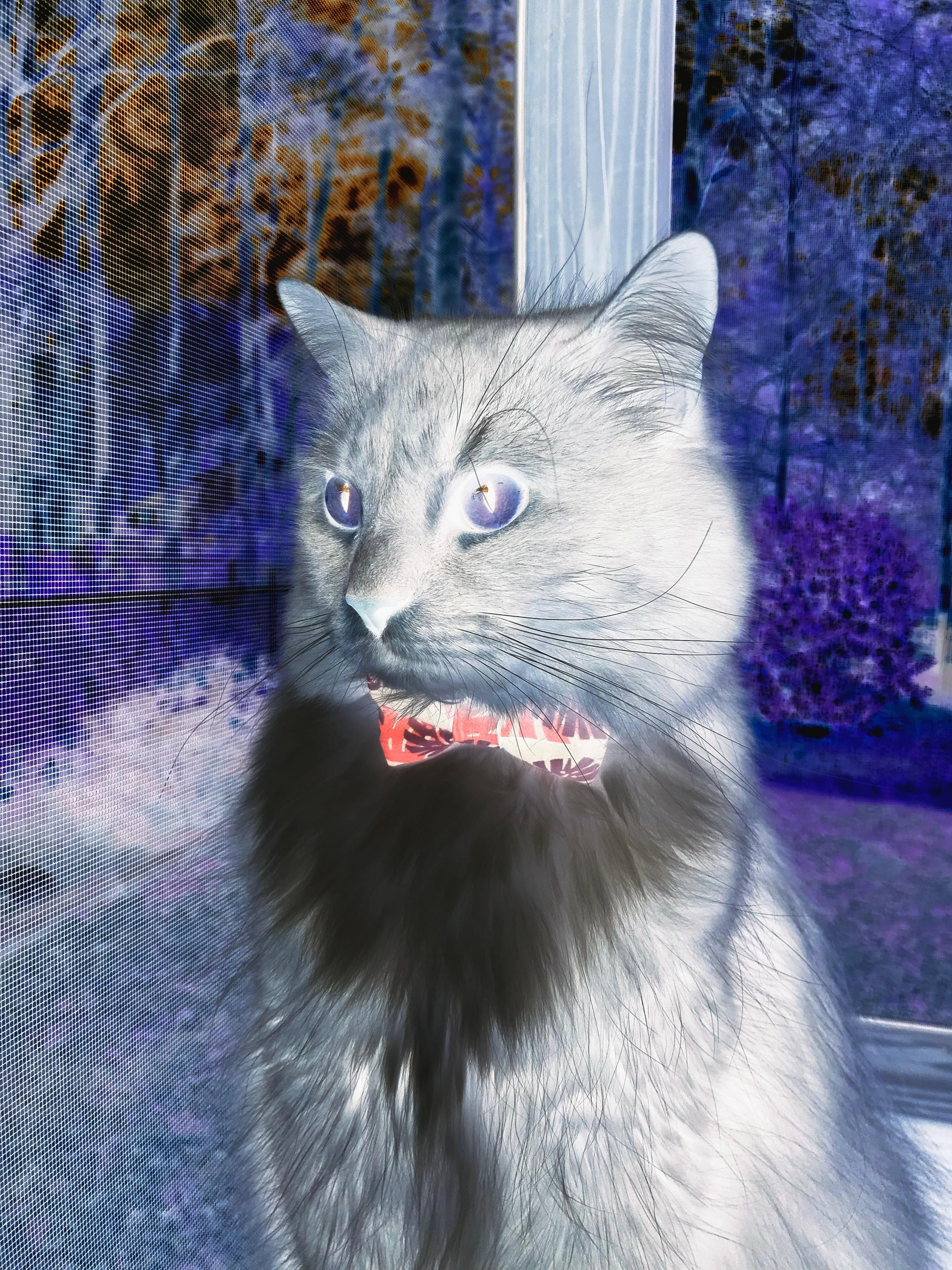 希腊神话再现!贫民球队五亿零封加拿大,坎特如何化身现代斯巴达之盾