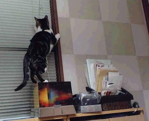 极速与绿茵的平行叙事，F1新加坡夜战与阿森纳的巴西攻略