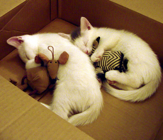 37岁保罗轰45+14创历史,老鹰末节惊天逆转开拓者