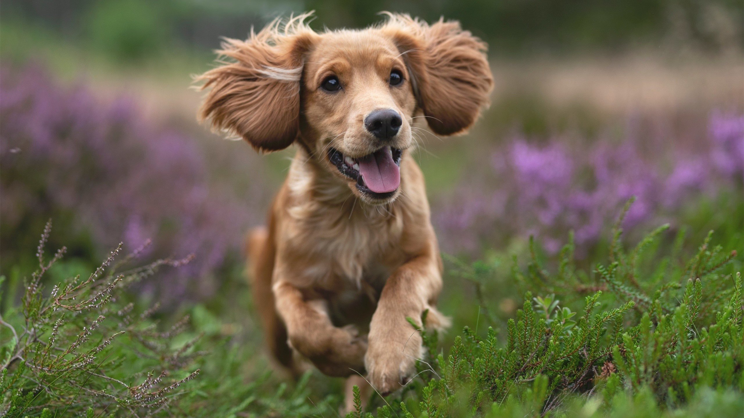 当孙兴慜示范个人防守，苏格兰展示团队壁垒