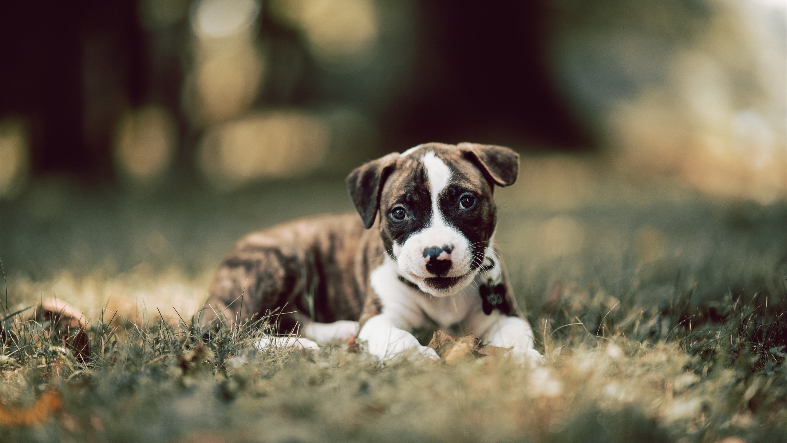 跨界巅峰之战，小贾伦爆发，湖人险胜新疆队纪实